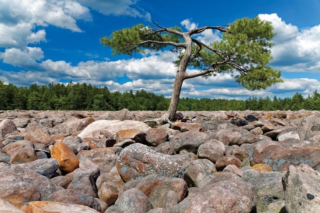 Whiskey Pines Retreat! Single Level Home, Outdoor Firepit, Ac, Bbq! Sleeps 9 In Lake Harmony! Exteriör bild